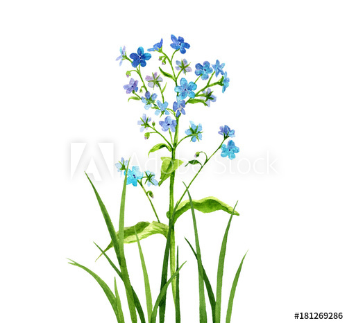500x466 Watercolor Drawing Forget Me Not Flowers - Forget Me Not Drawing