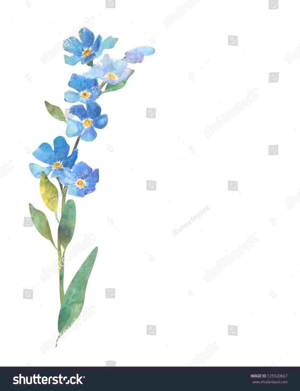 971x1264 Class Ideasrhartclassideasblogspotcom Forgetmenots Flower Forget - Forget Me Not Drawing