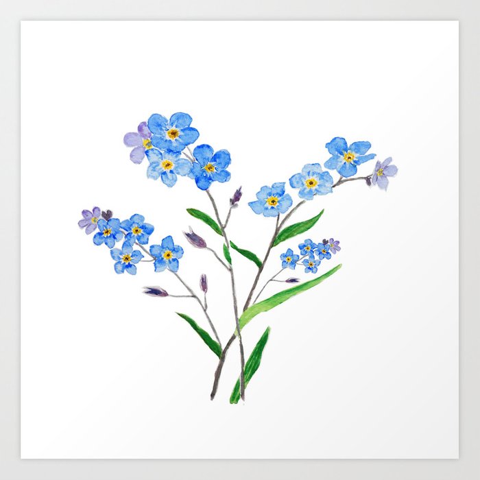 700x700 Forget Me Not Art Print - Forget Me Not Drawing