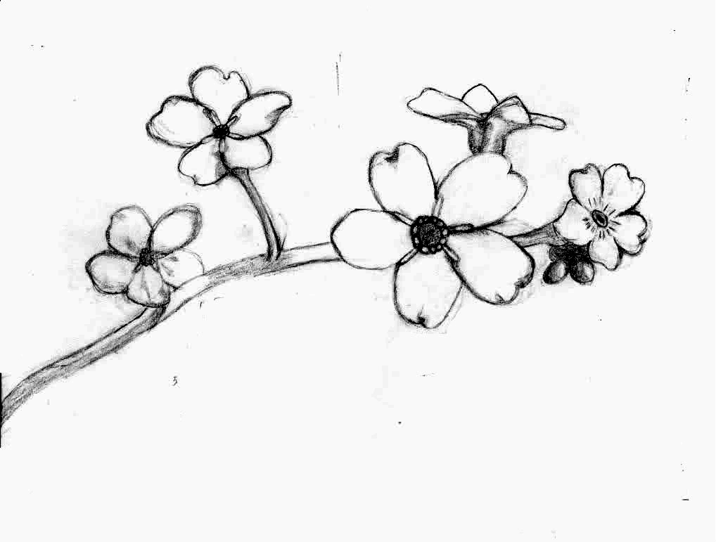 1018x771 Forget Me Not - Forget Me Not Drawing