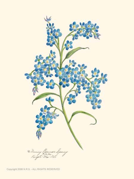 450x600 Flowers Drawings Forget Me Not - Forget Me Not Flower Drawing