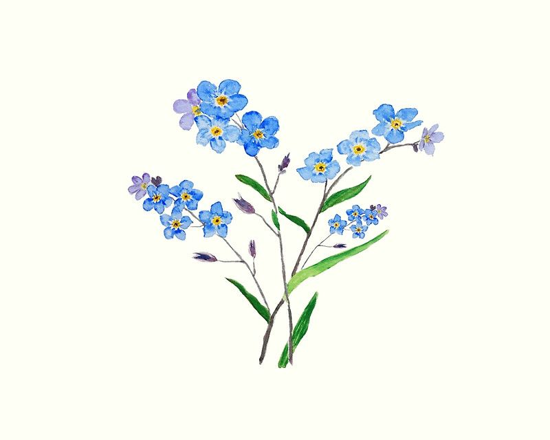 Forget Me Not Flower Drawing at PaintingValley.com | Explore collection ...