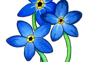 300x210 Forget Me Not Flower Drawing - Forget Me Not Flower Drawing