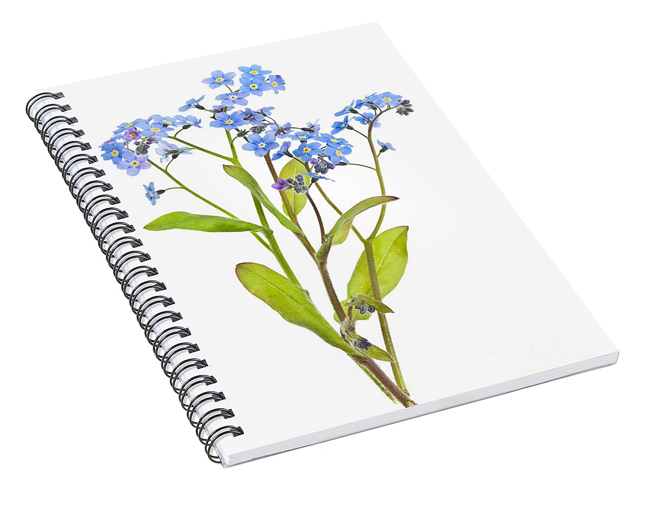 1287x1000 Forget Me Not Flowers On White Spiral Notebook For Sale - Forget Me Not Flower Drawing