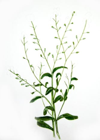 333x465 How To Draw A Forget Me Not - Forget Me Not Flower Drawing