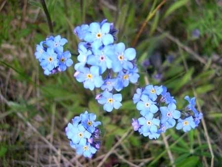450x338 Alaskas State Flower State Flower Forget Me Not Flowers Hand - Forget Me Not Flower Drawing