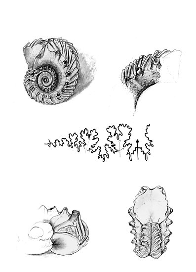 397x550 cretaceous ammonite fossil posters - Fossil Drawing