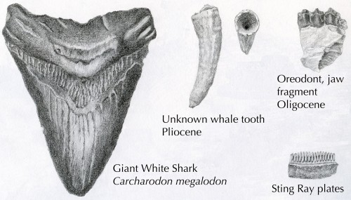 500x285 drawing fossils programs and events calendar - Fossil Drawing