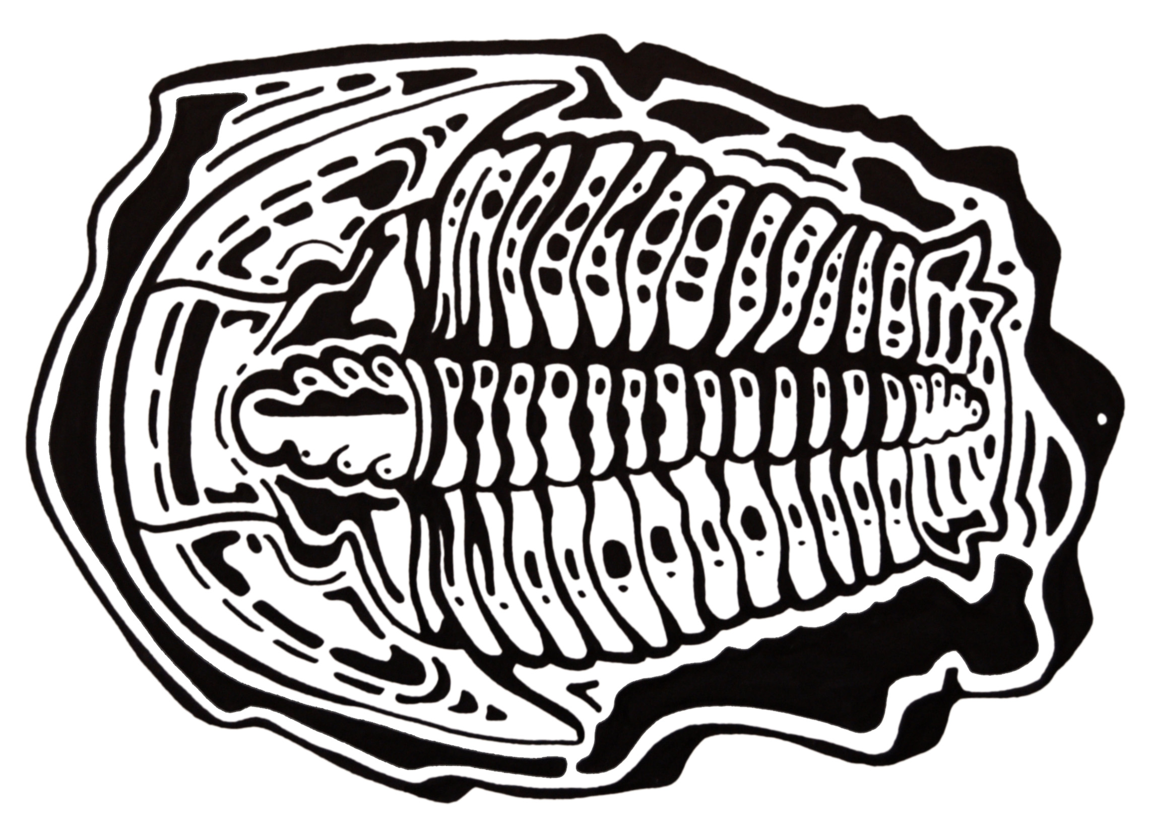 Fossil Drawing at Explore collection of Fossil Drawing