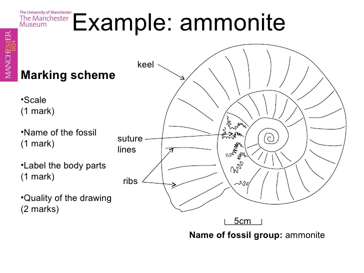 728x546 fossil drawing masterclass - Fossil Drawing