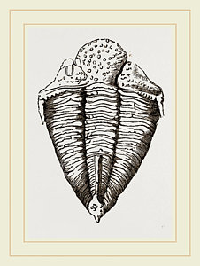 226x300 fossil drawings pixels - Fossil Drawing