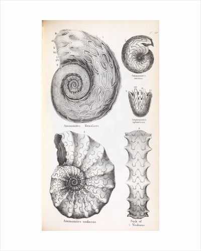 400x500 fossil prints, drawings, paintings and art - Fossil Drawing