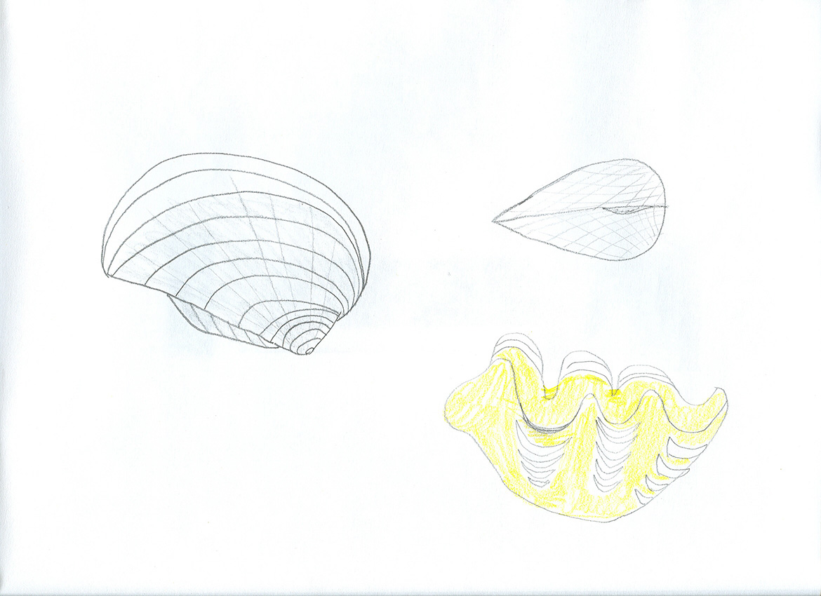 1170x850 Geology Program - Fossil Drawing