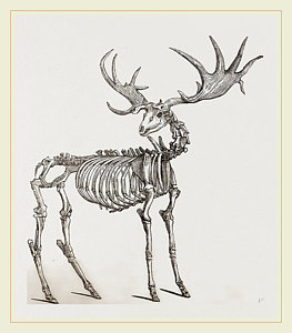 263x300 skeleton of fossil elk drawing - Fossil Drawing