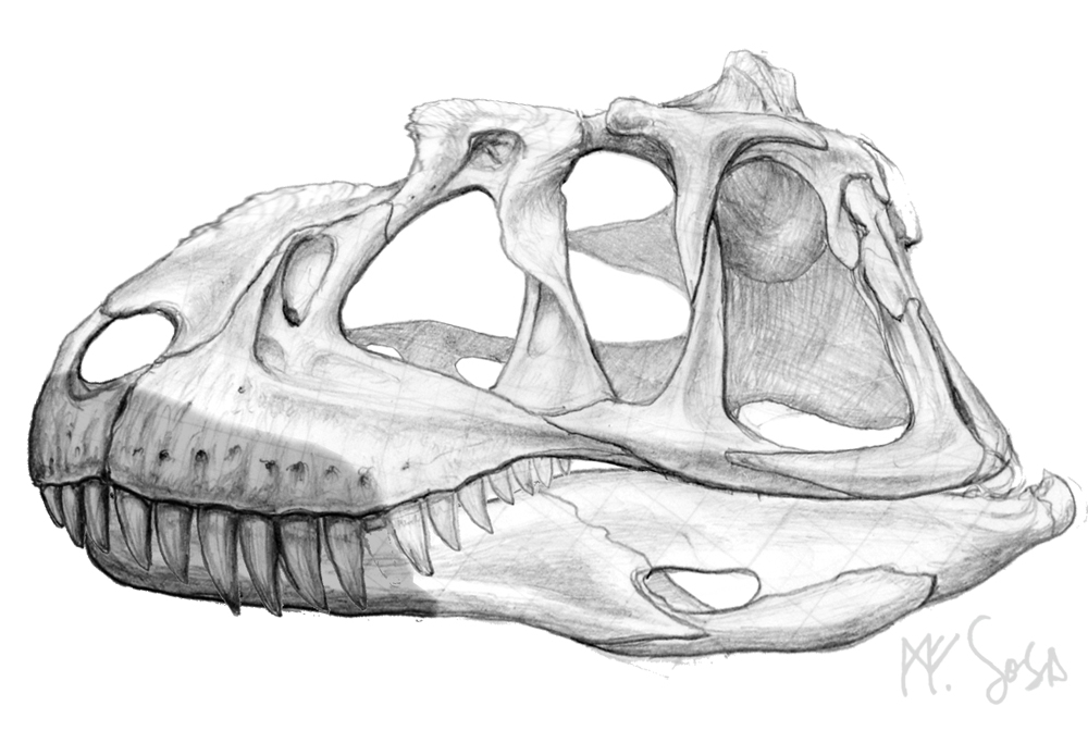 Череп динозавра рисунок