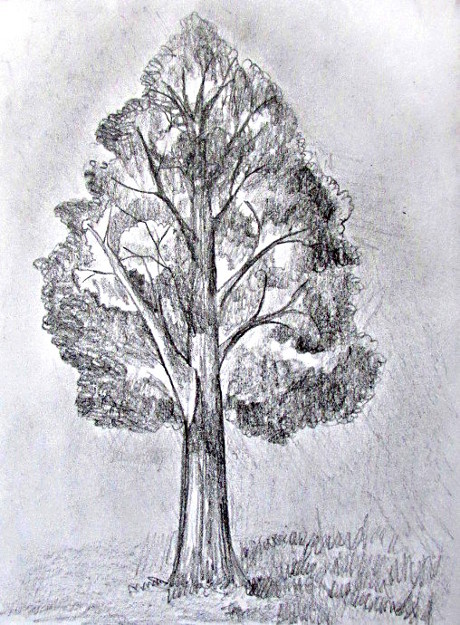 460x625 How To Draw A Tree - Foto Drawing