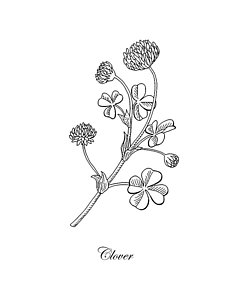 232x300 Four Leaf Clover Drawings Fine Art America - Four Leaf Clover Drawing