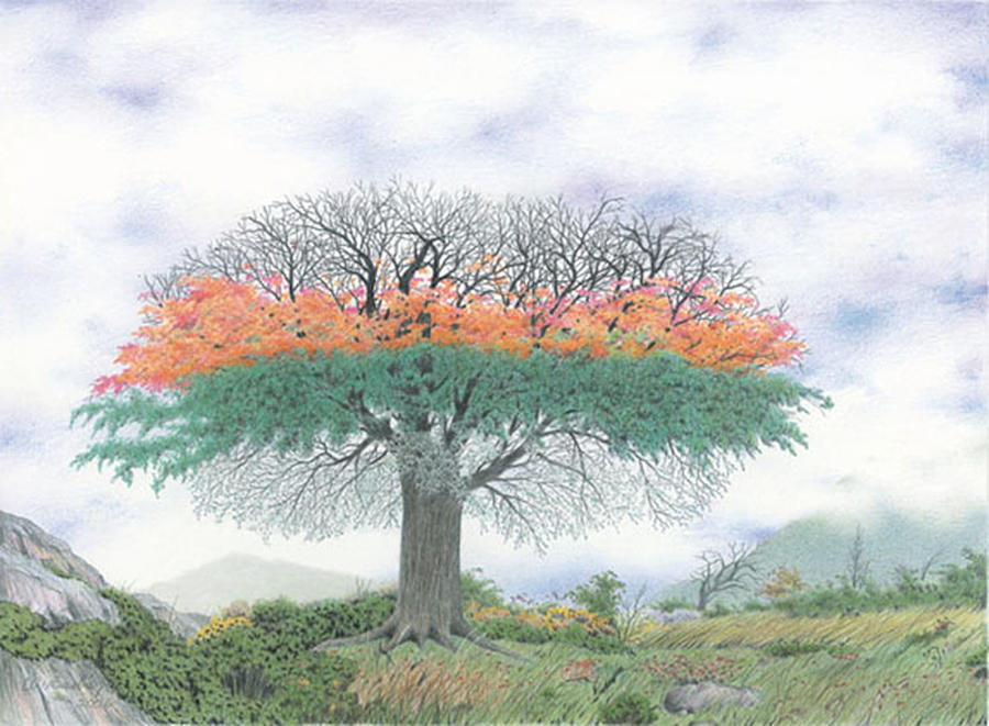 900x661 the four seasons tree drawing - Four Seasons Drawing