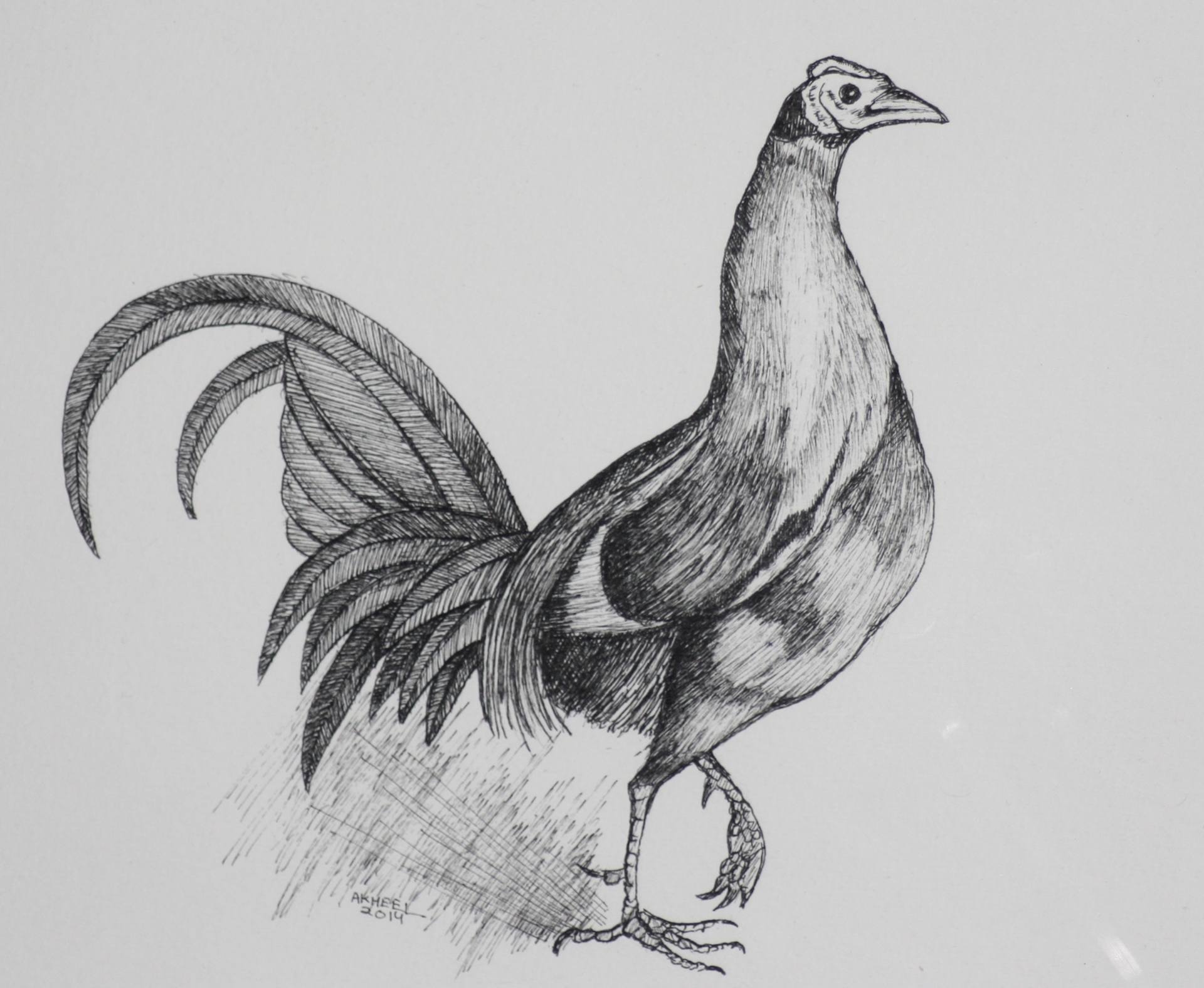 Fowl Drawing at Explore collection of Fowl Drawing