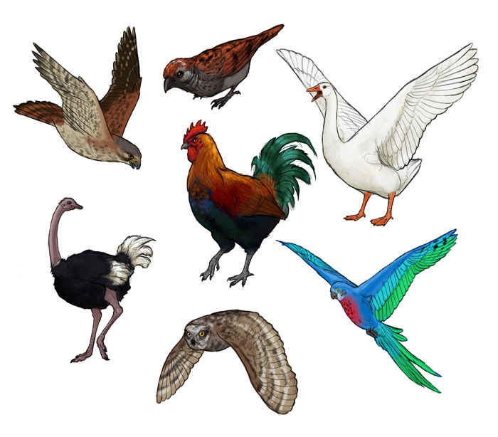 700x614 how to draw birds step - Fowl Drawing