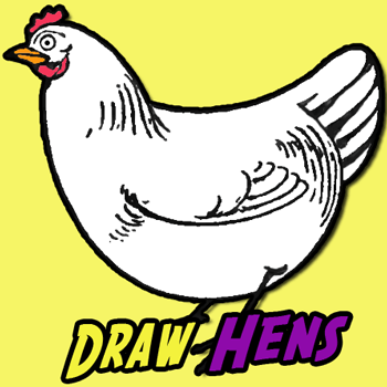 350x350 how to draw chickens hens with easy step - Fowl Drawing