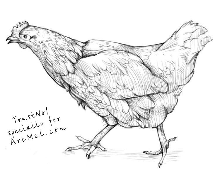 751x600 how to draw a hen step art drawings, chicken drawing, bird - Fowl Drawing