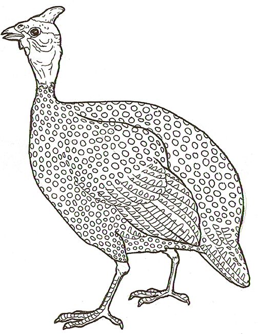 503x650 ginnea hens guinea fowl, bird drawings, bird art - Fowl Drawing.