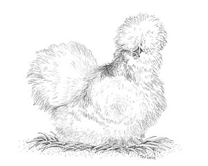 300x240 silkie hen drawing - Fowl Drawing