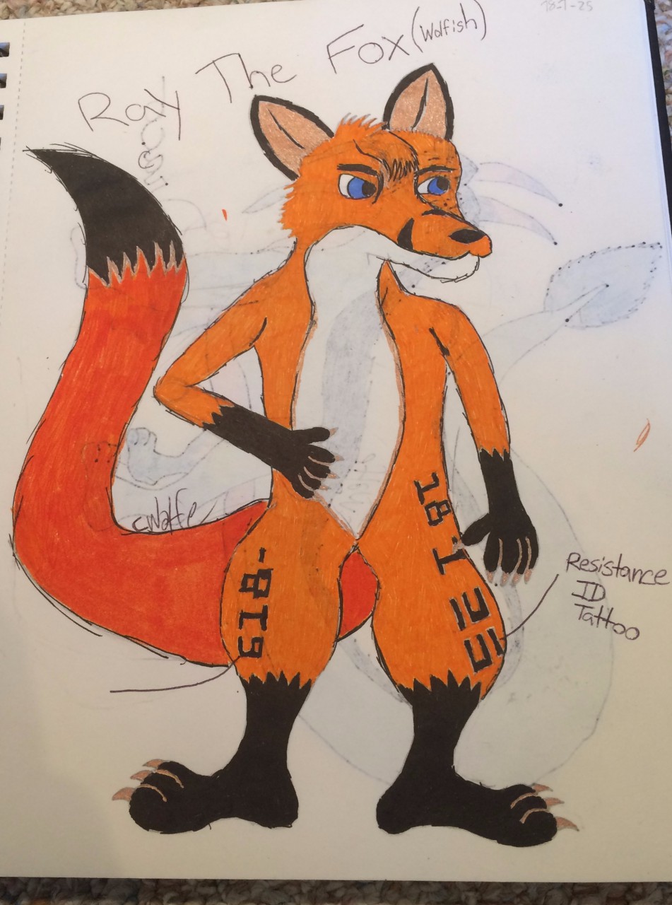 951x1280 Ray The Fox - Fox And Wolf Drawing