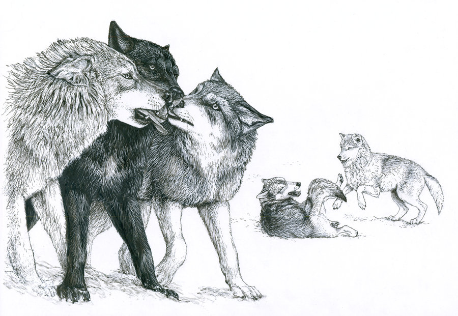 900x621 Fox Silvercrossfox - Fox And Wolf Drawing