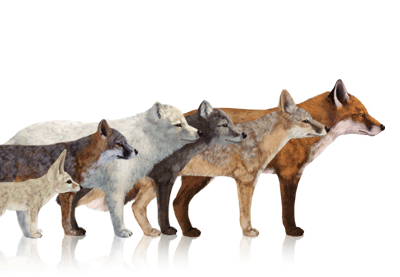 400x277 How To Draw Animals Foxes - Fox Animal Drawing