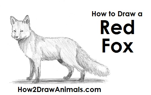 500x315 How To Draw A Fox - Fox Animal Drawing