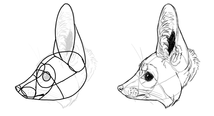 700x379 How To Draw A Fox Step - Fox Animal Drawing