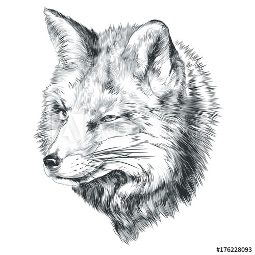 500x500 Fox Sketch Vector Graphics Head Monochrome Black And White Drawing - Fox Black And White Drawing