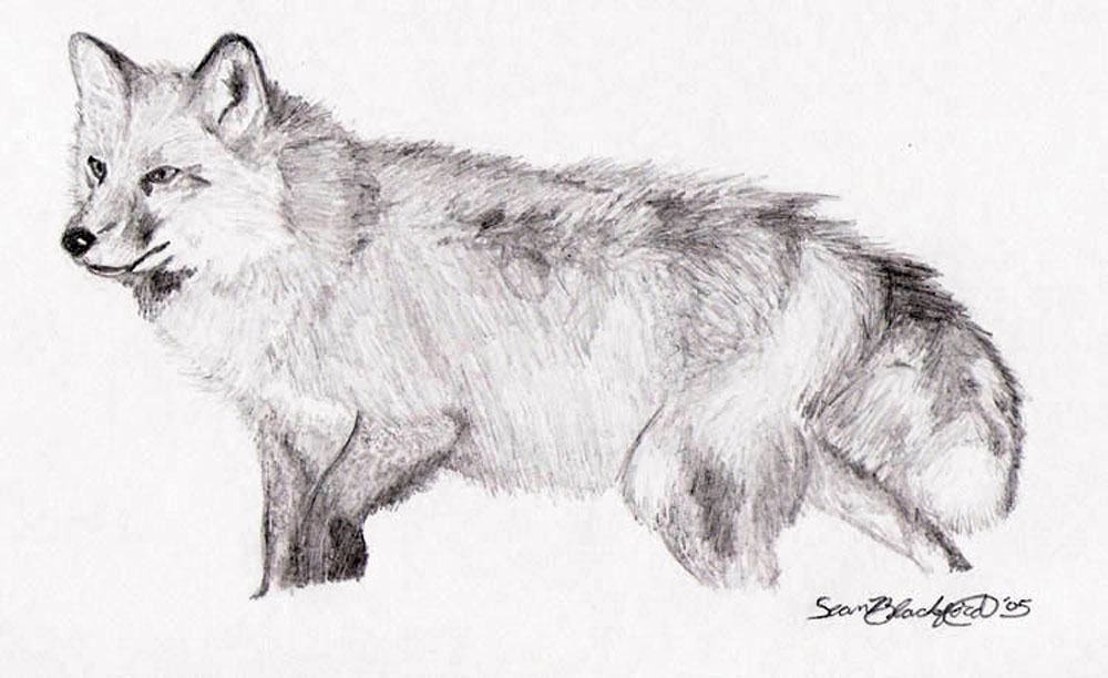 1000x612 Pencil Drawings Sean Blackford Art - Fox Black And White Drawing