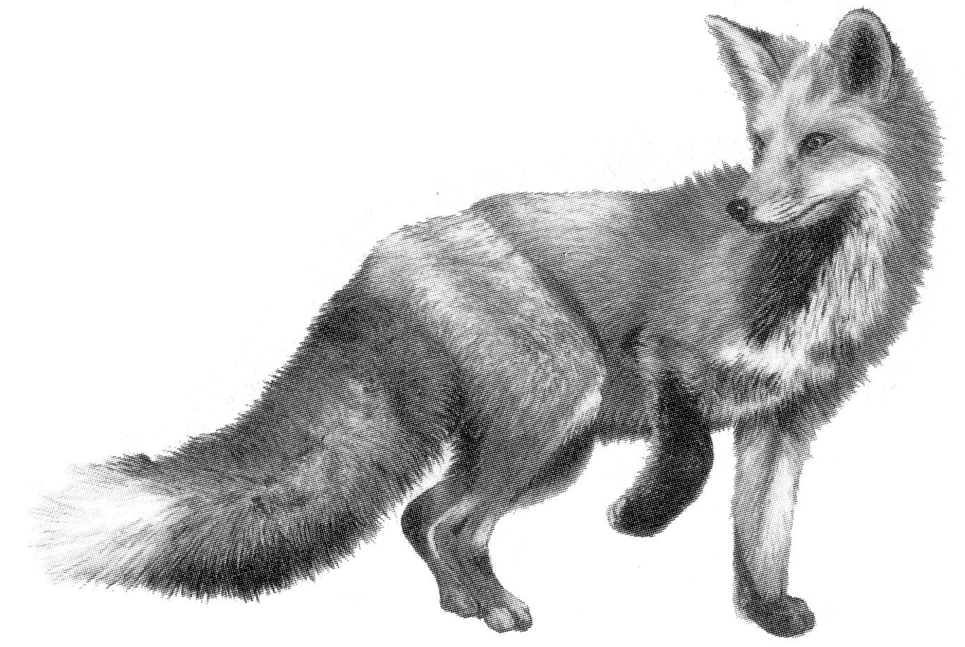 1368x918 Tattoos Fox Drawing, Fox Tattoo, Drawings - Fox Black And White Drawing