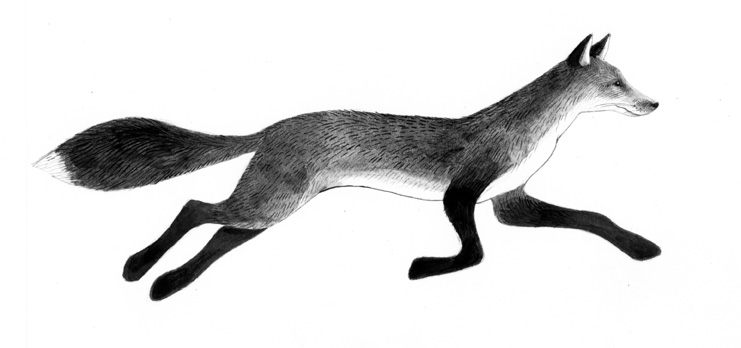 741x348 Tattoo Fox - Fox Black And White Drawing