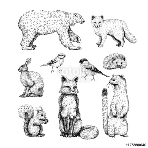 500x500 Animals Sketch Line Drawings Set On White Background With Hare - Fox Black And White Drawing