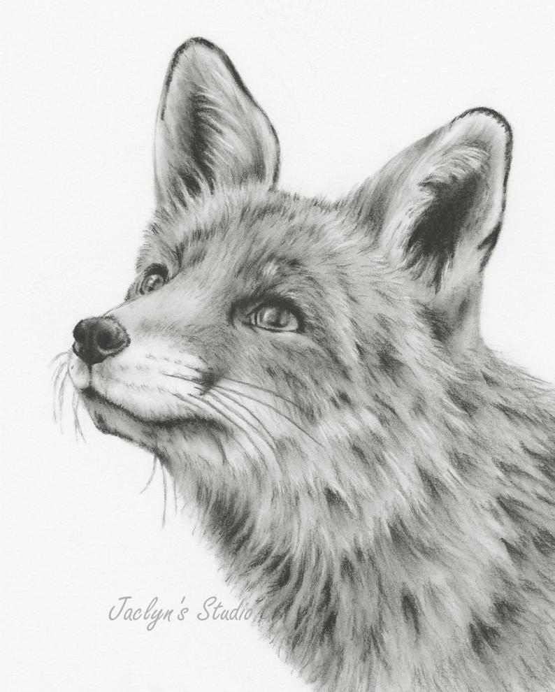 794x990 Fox Art Charcoal Sketch Charcoal Drawing Giclee Print Etsy - Fox Drawing