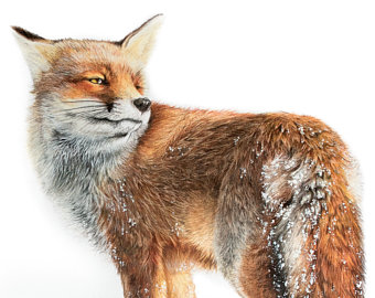 340x270 Fox Drawing Etsy - Fox Drawing