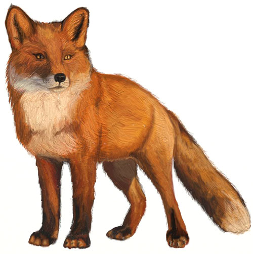 500x502 How To Draw A Fox - Fox Drawing