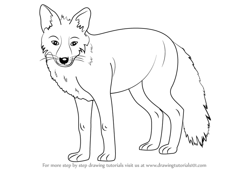 800x561 Learn How To Draw A Fox - Fox Drawing