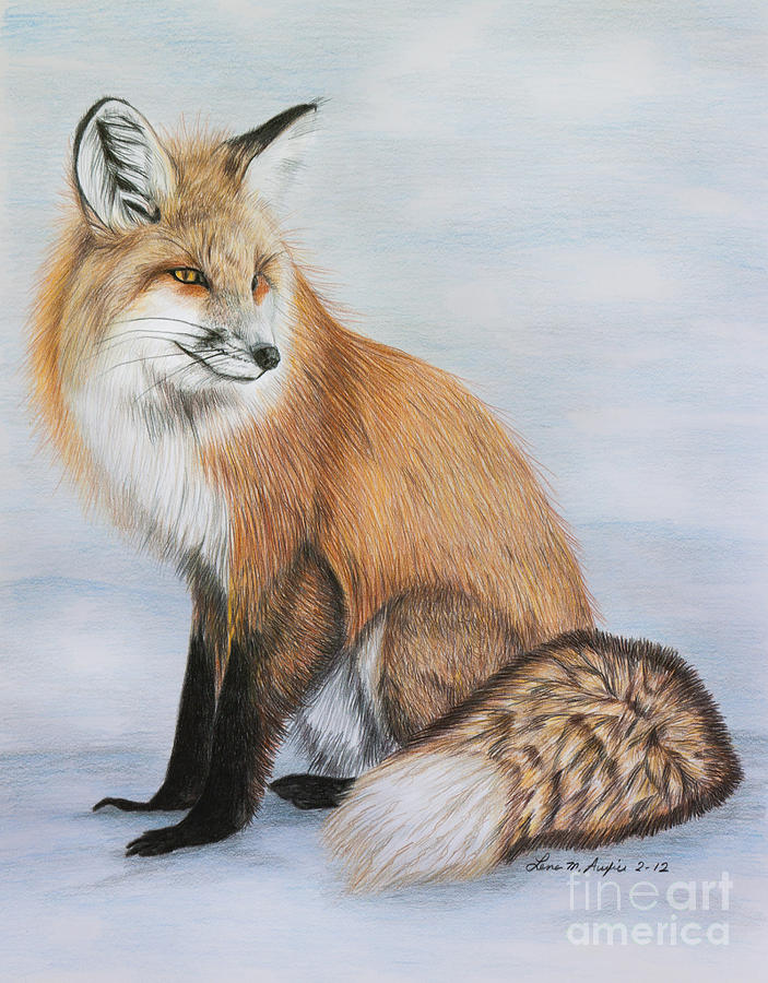703x900 Red Fox Drawing - Fox Drawing