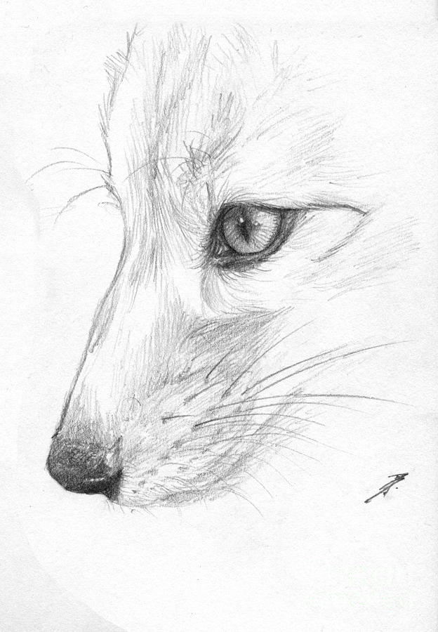 624x900 Sketchy Fox Face Study Drawing - Fox Drawing