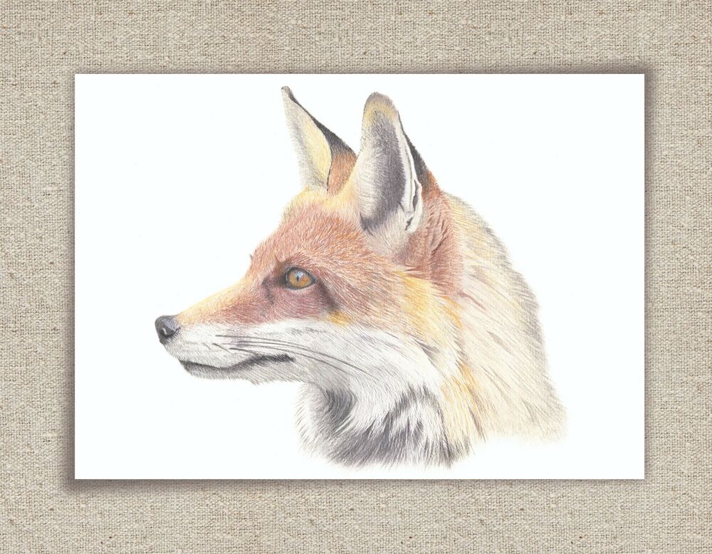 1000x778 Fox Drawing Print, Picture Coloured Pencil Drawing - Fox Drawing