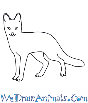 300x350 How To Draw A Grey Fox - Fox Drawing Easy