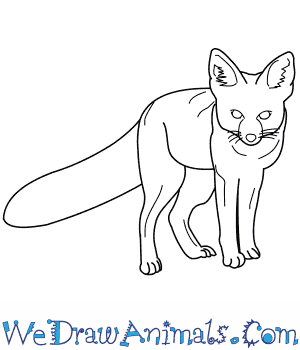 300x350 How To Draw A Kit Fox - Fox Drawing Easy