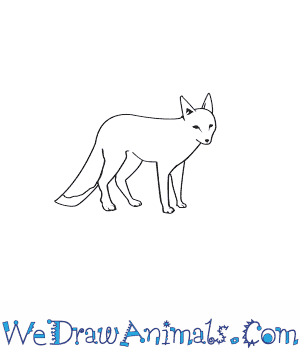 300x350 How To Draw A Swift Fox - Fox Drawing Easy