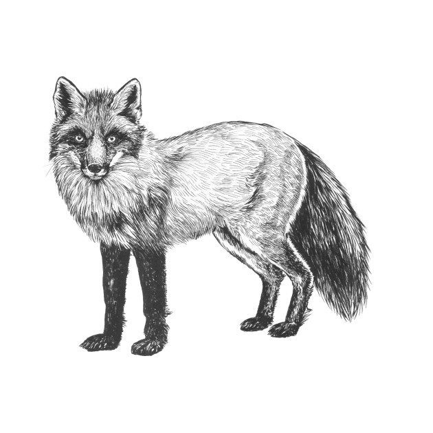 630x630 Fox Drawing - Fox Drawing For Kids