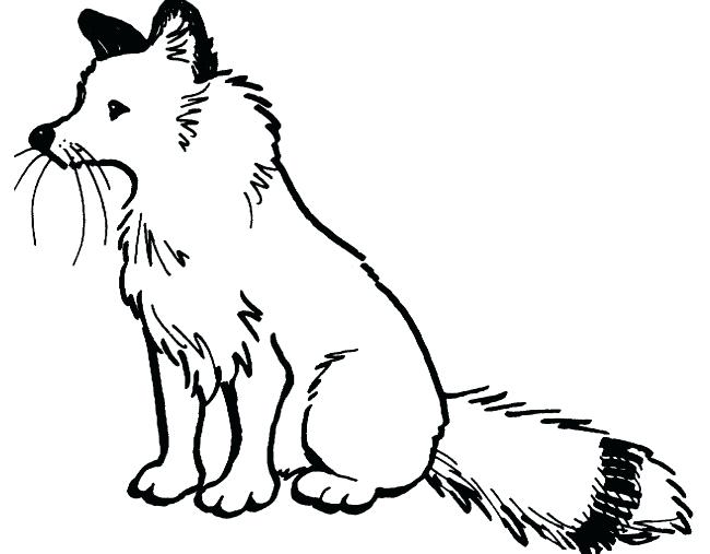 650x507 Coloring Pages For Adults Free To Print Arctic Fox Drawing - Fox Drawing For Kids